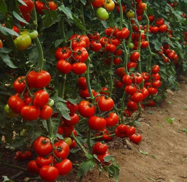 Как ухаживать за помидорами в теплице?