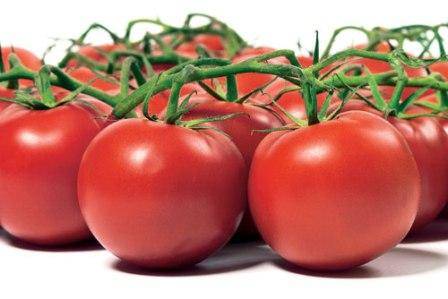 Особенности выращивания томатов в теплице из поликарбоната