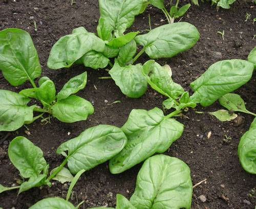 Как вырастить шпинат огородный у себя на участке