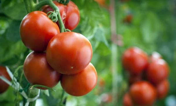 Особенности выращивания томатов в теплице из поликарбоната