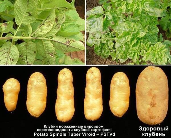 Как распознать болезни картофеля и бороться с ними?