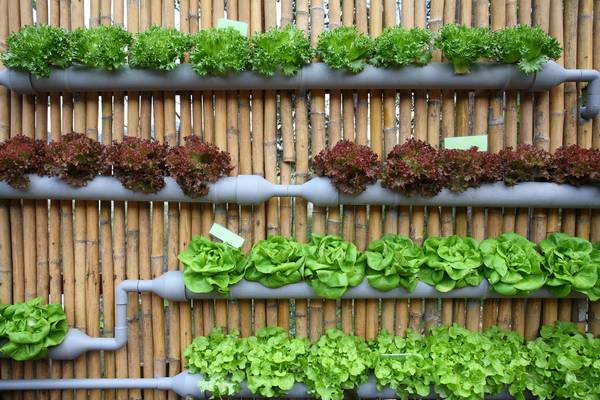 Выращивание салата на гидропонике - как способ построения бизнеса