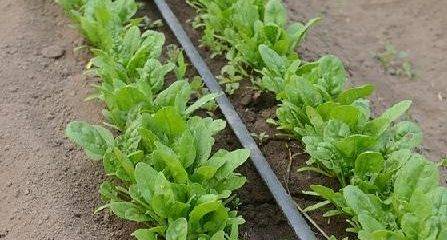 Как вырастить шпинат огородный у себя на участке