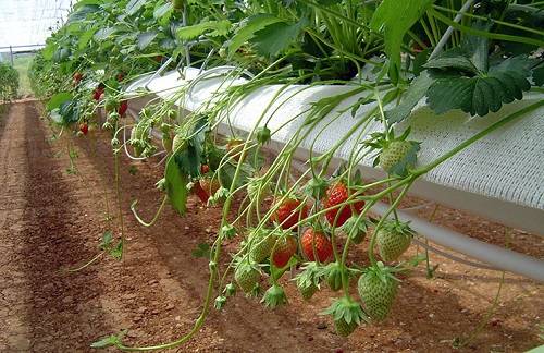 Выращивание клубники на гидропонике или Урожай круглый год