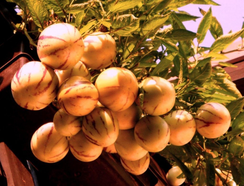 Пепино – выращивание, посадка, размножение и уход