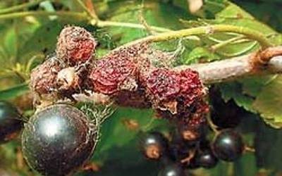 Сибирский сорт чёрной смородины: Ядрёная ягода в вашем саду