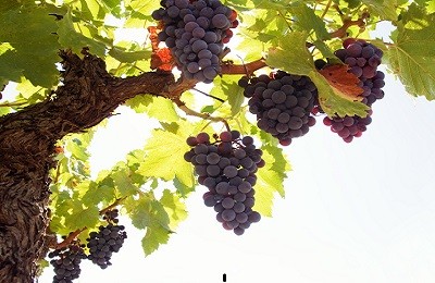 Калорийность различных сортов винограда