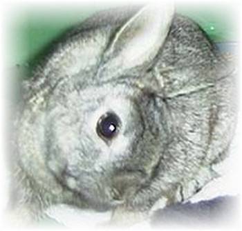 Болезни ушей у кроликов лечение дома