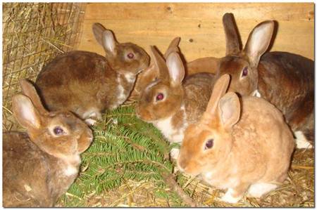 Беременность кроликов от подготовки до рождения