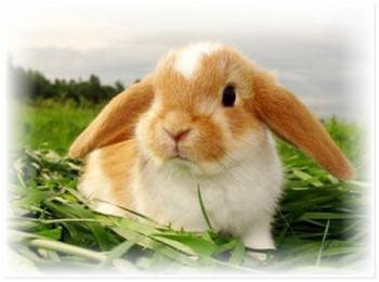 Различие кролика от крольчихи