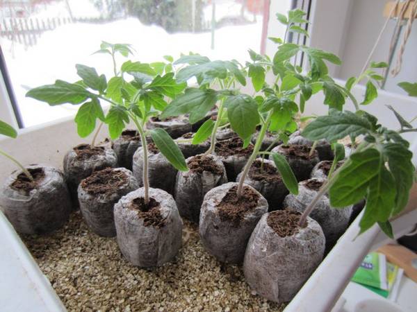 Применение парника «Таблетка»: инструкция по выращиванию рассады