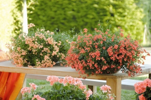 Ампельные цветы для сада: фото, особенности и названия