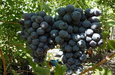Созревание ягод винограда: как условия и сорта влияют на сроки?