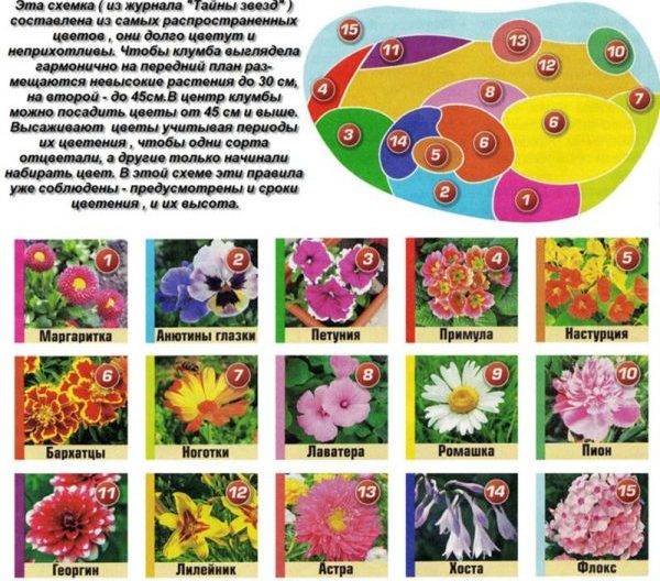 Как сделать клумбу непрерывного цветения из многолетников: схемы и варианты