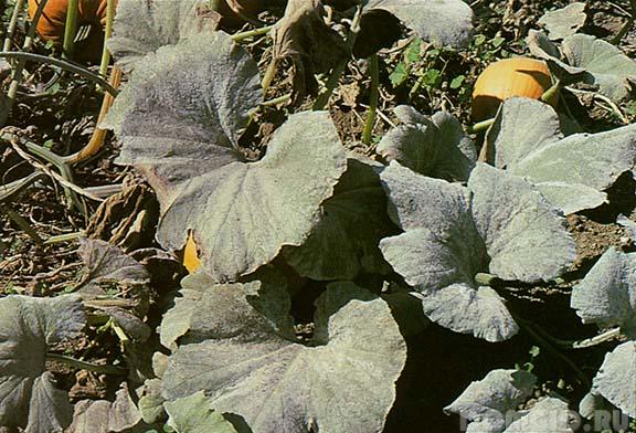 Американская дыня (Ананас): характеристика сорта и тонкости выращивания