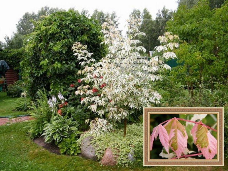 Клён ясенелистный фламинго – посадка, размножение и уход