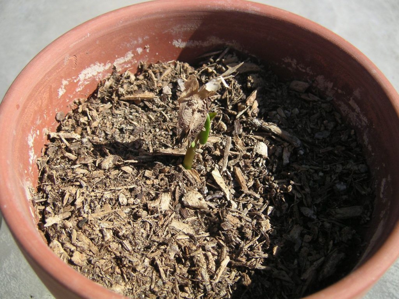Плюмерия – выращивание, посадка, размножение и уход