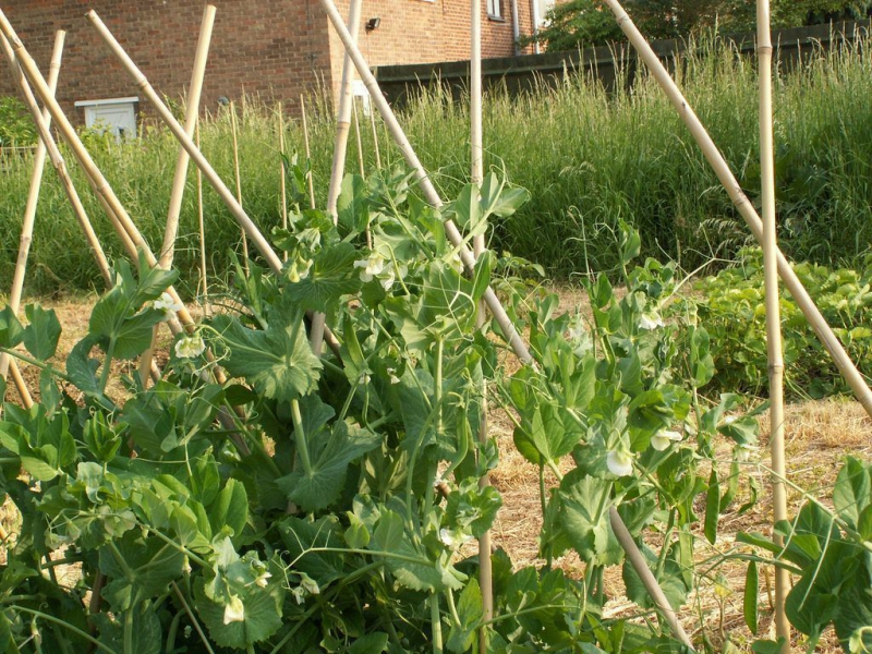 Выращивание и уход за овощным горохом