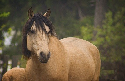 Лошади земли вятской: возрождение породы