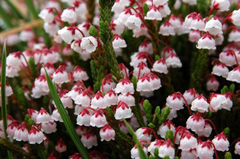 Цветок кассиопея — выращивание, посадка, размножение и уход