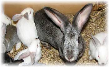 Крольчиха ест крольчат: отказа и поедания
