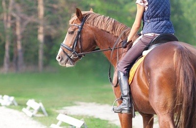 Особенности организации бизнеса по разведению лошадей