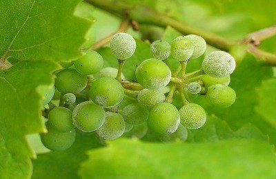 Почему виноград отказывается плодоносить и как это исправить?