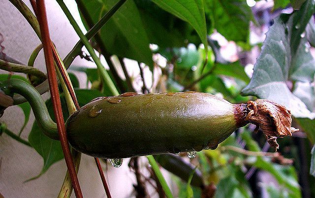 Кассабана, сикана, или ароматная тыква: особенности выращивания