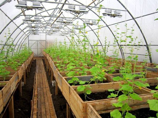 Что можно выращивать в теплице из поликарбоната