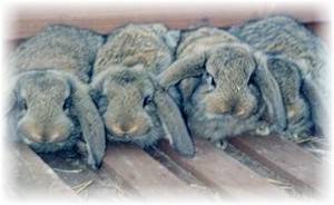Кролики породы баран: Английские, Немецкие и Французские