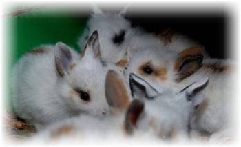 Содержание кроликов (клетки, питание и гигиена)