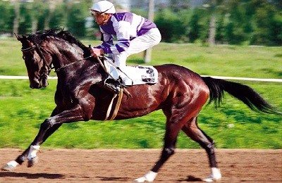 Английские скакуны – лошади, рожденные для большого спорта