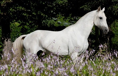 Характеристика породы терских лошадей и правила ухода