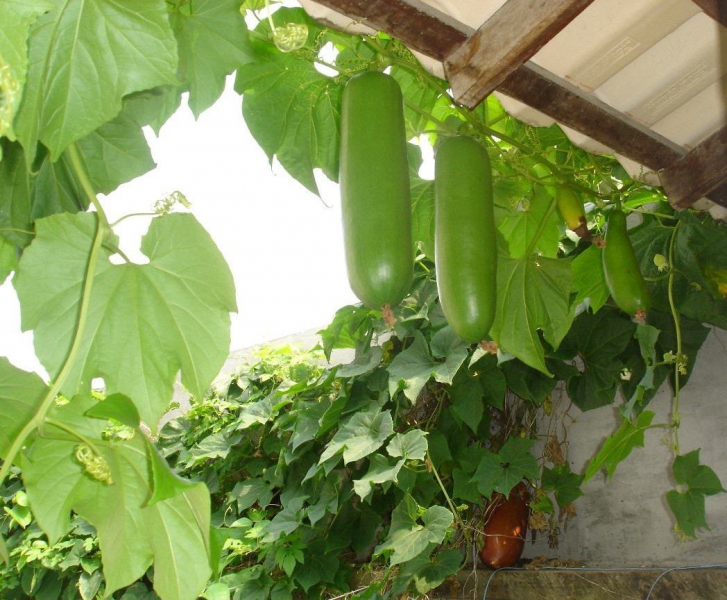 Кассабана, сикана, или ароматная тыква: особенности выращивания