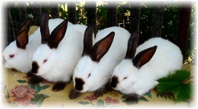 Кролики калифорнийские: история, описание и рост