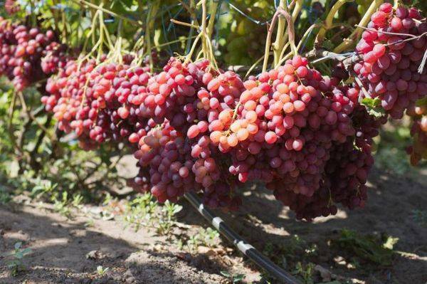 Выращивание бессемянного сорта винограда Велес