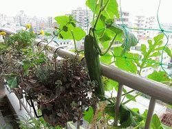 Что можно выращивать на балконе круглый год?