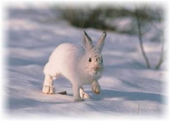 Разведение кроликов зимой