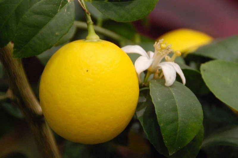 Как вырастить лимон в домашних условиях из косточки — посадка и уход