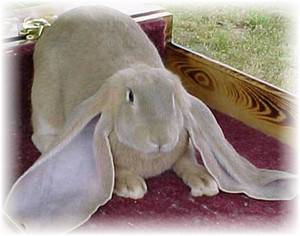 Кролики породы баран: Английские, Немецкие и Французские