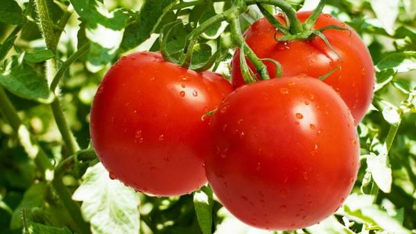 Как следует обрезать помидоры в теплице