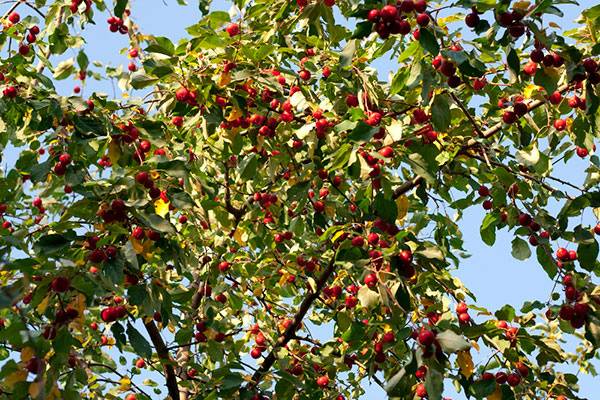 Яблоня Китайка: необычный сорт в наших садах