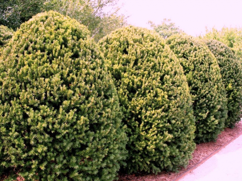 Хвойное дерево тис – выращивание, посадка, размножение и уход