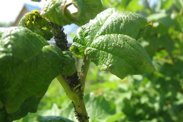 Сибирский сорт чёрной смородины: Ядрёная ягода в вашем саду