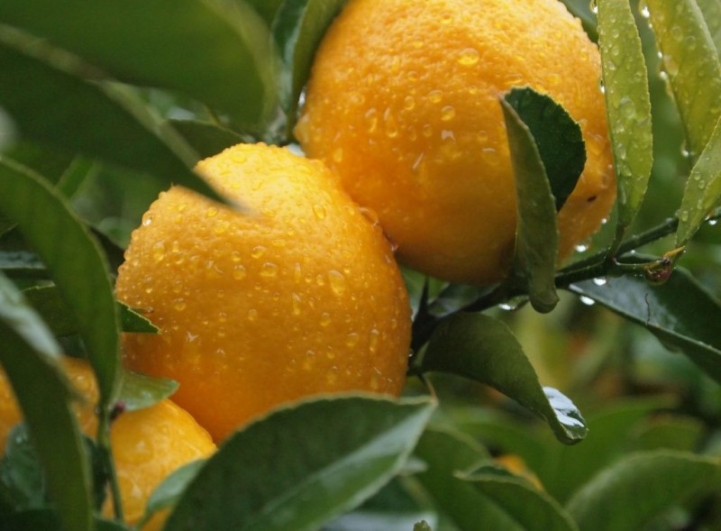 Как вырастить лимон в домашних условиях из косточки — посадка и уход