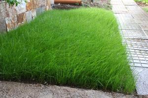 Как выбрать газонную траву для дачи: особенности выбора