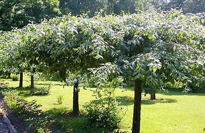 Особенности и отличия карликовых плодовых деревьев