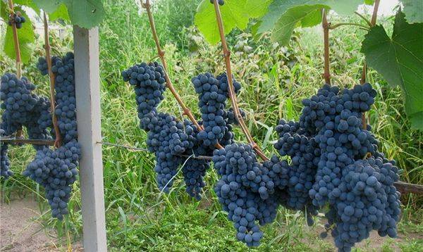 Особенности выращивания винограда винного сорта Саперави