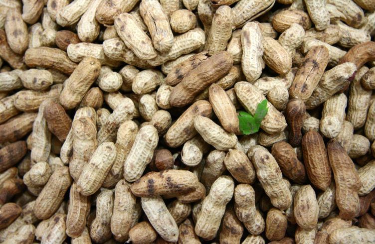 Все об арахисе — выращивание, посадка, размножение и уход