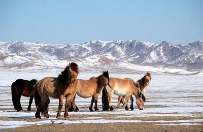 Выходцы из степей – монгольские лошади